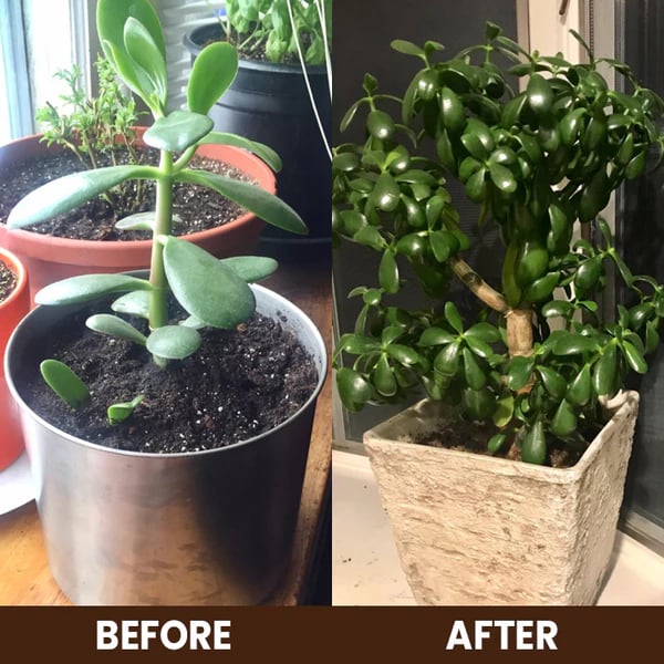 🔥Seasonal Promotion🔥Soil Pro Activator