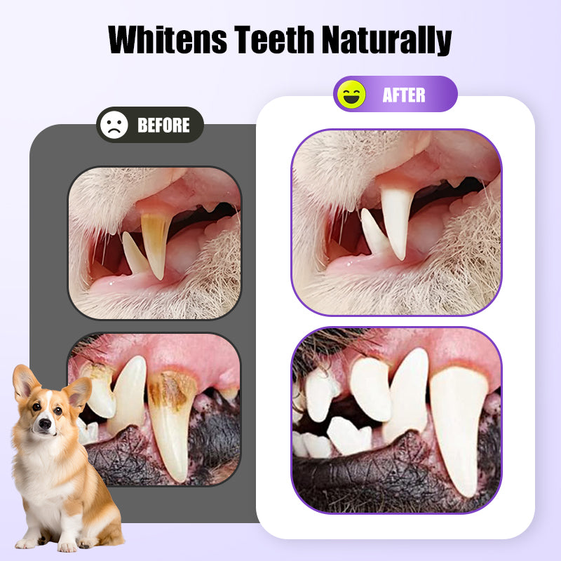 BUY 1 GET 1 FREE🐶🦷Pet Oral Repair Gel Toothbrush