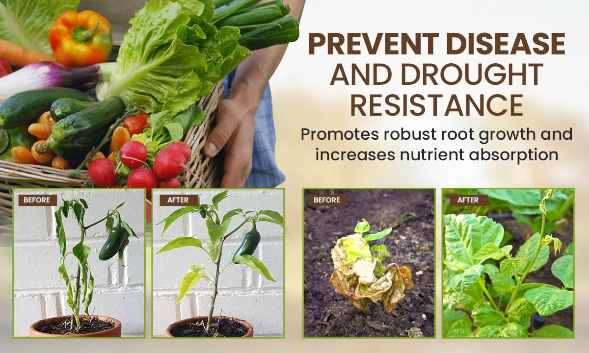 🔥Seasonal Promotion🔥Soil Pro Activator